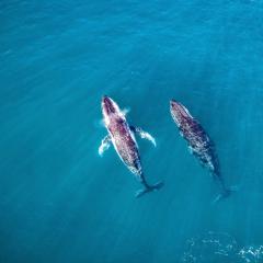 Humpback whales swimming in Frenchmans Bay, Queensland. (Photo credit: AmazingAerialAgency/Adobe )