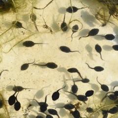 Tadpoles in a pond