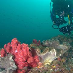 Image: Associate Professor Chris Roelfsema