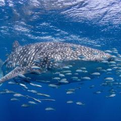Whale shark surrounded by small fish