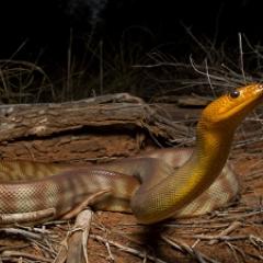 Snake