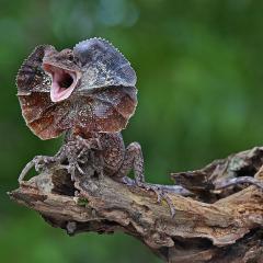frilled necked lizard