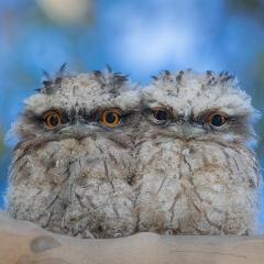 two tawny frogmouth owls
