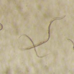 Free-living nematodes