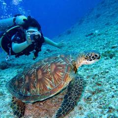 Student taking photo of turtle underwater