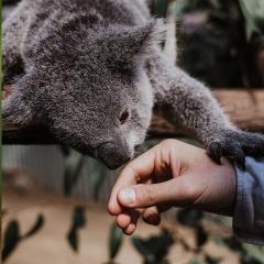 Koala sniffing person's hand