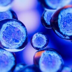 blue cells under a microscope