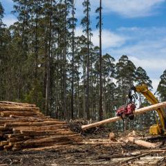 View of forestry equipment moving timber at a coupe in Victoria Australia