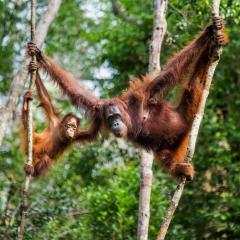 Orangutans in trees
