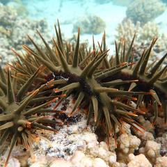 Underwater shot of a crown-of-thorns-starfish