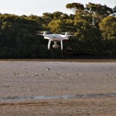 Drone approaches flock of birds