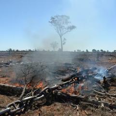 Land clearing, smoke, burning foliage