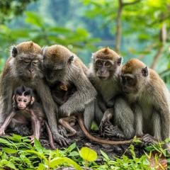 Group of monkeys